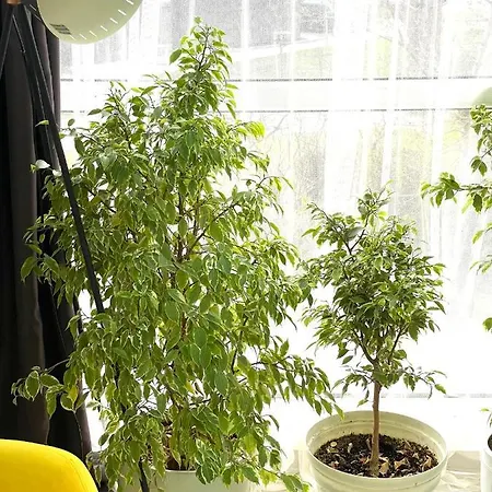 Felicity Super Appartement Burgas Stad