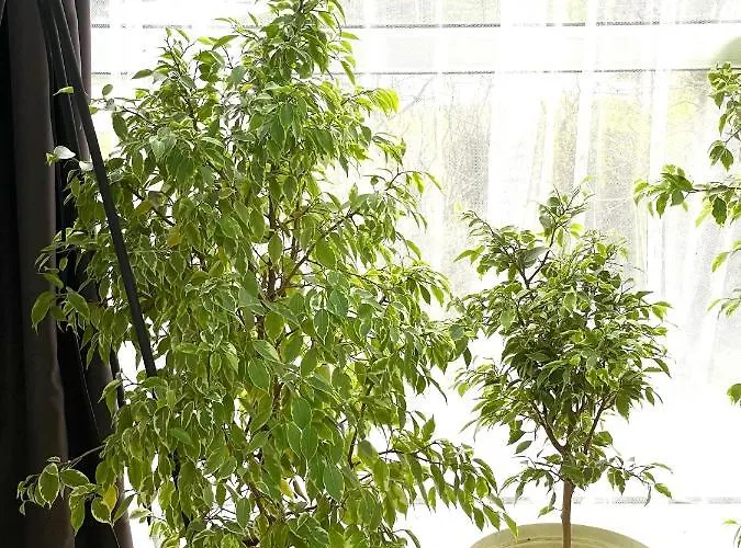 Felicity Super Lägenhet Burgas