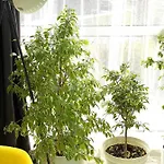 Felicity Super Appartement Burgas